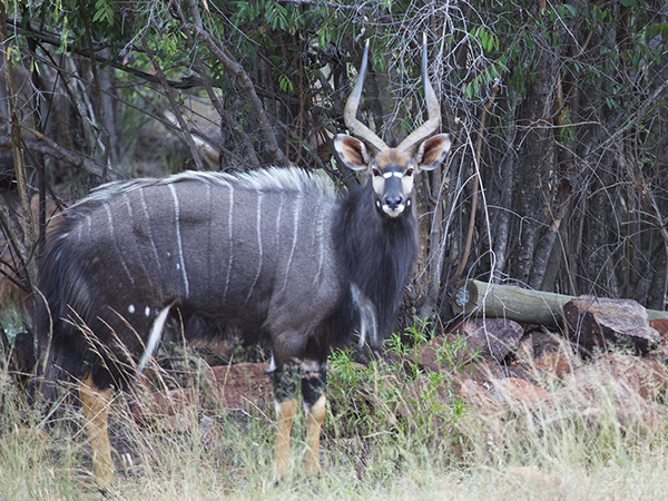 hunting nyala in namibia